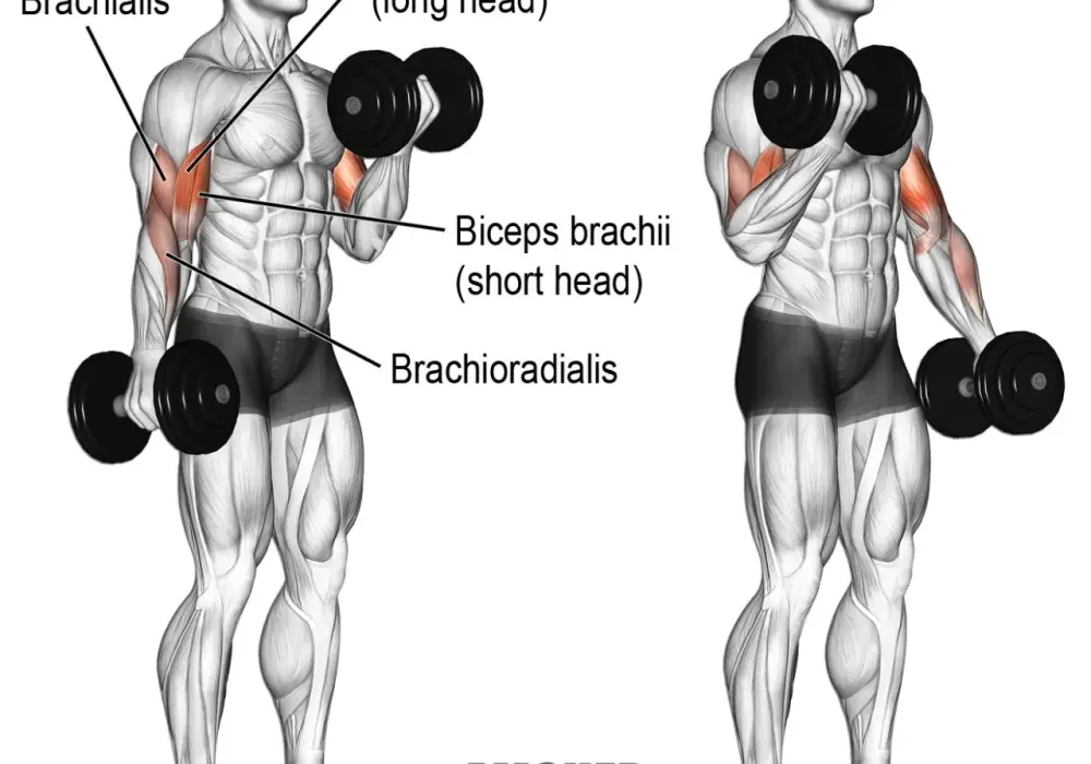Jak często ćwiczyć biceps? Tajniki efektywnego treningu ramion