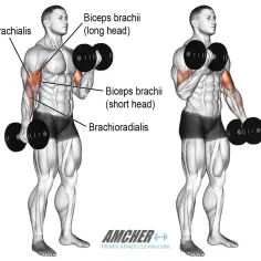 Jak często ćwiczyć biceps? Tajniki efektywnego treningu ramion