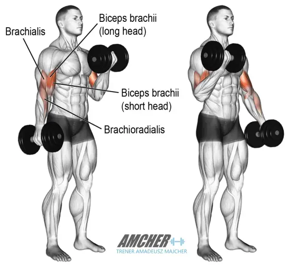 Jak często ćwiczyć biceps? Tajniki efektywnego treningu ramion